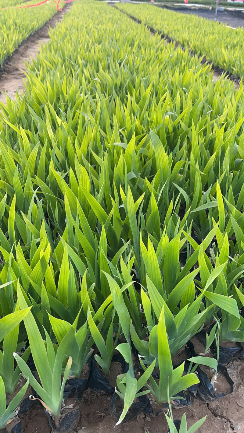 鸢尾基地