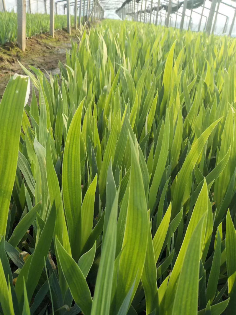 老鸢尾批发基地