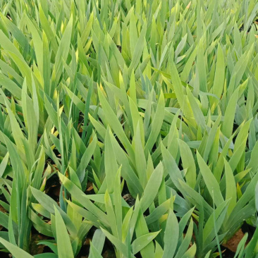 山东鸢尾就