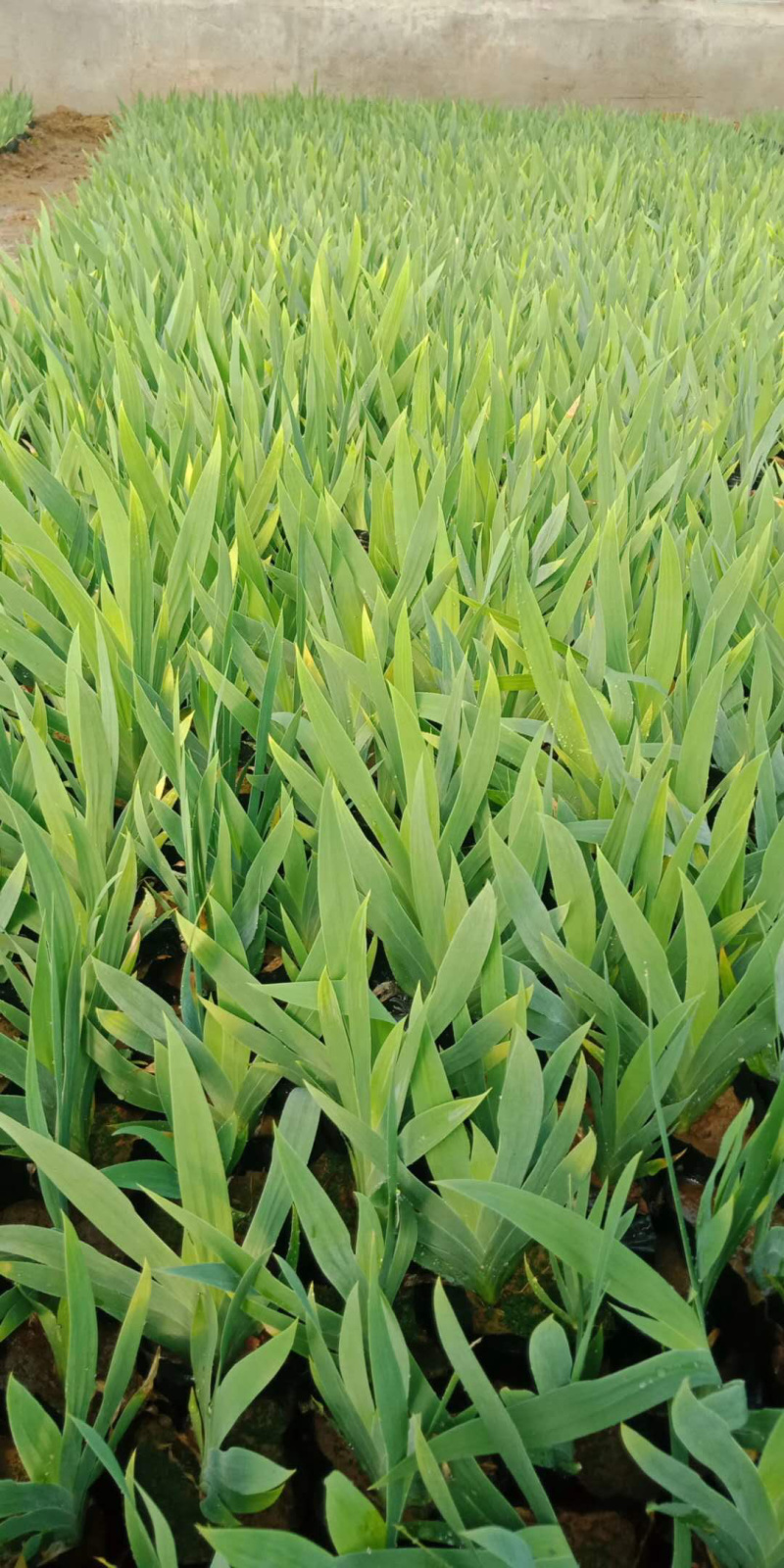 山东鸢尾就