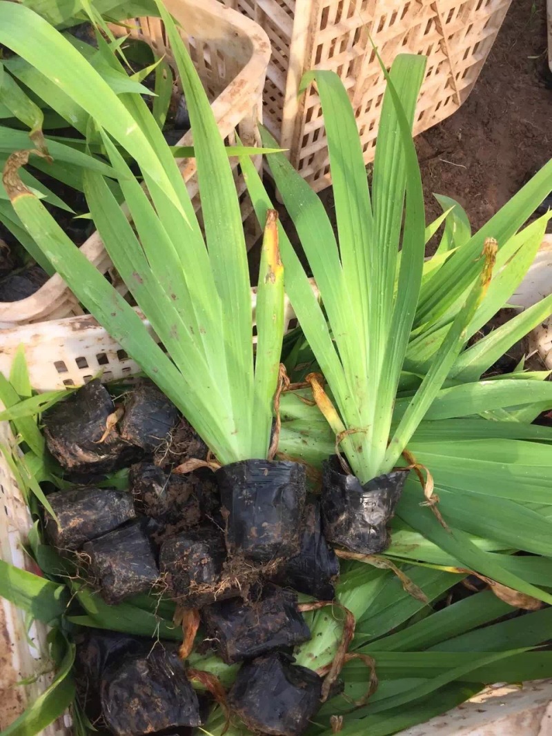 山东鸢尾就