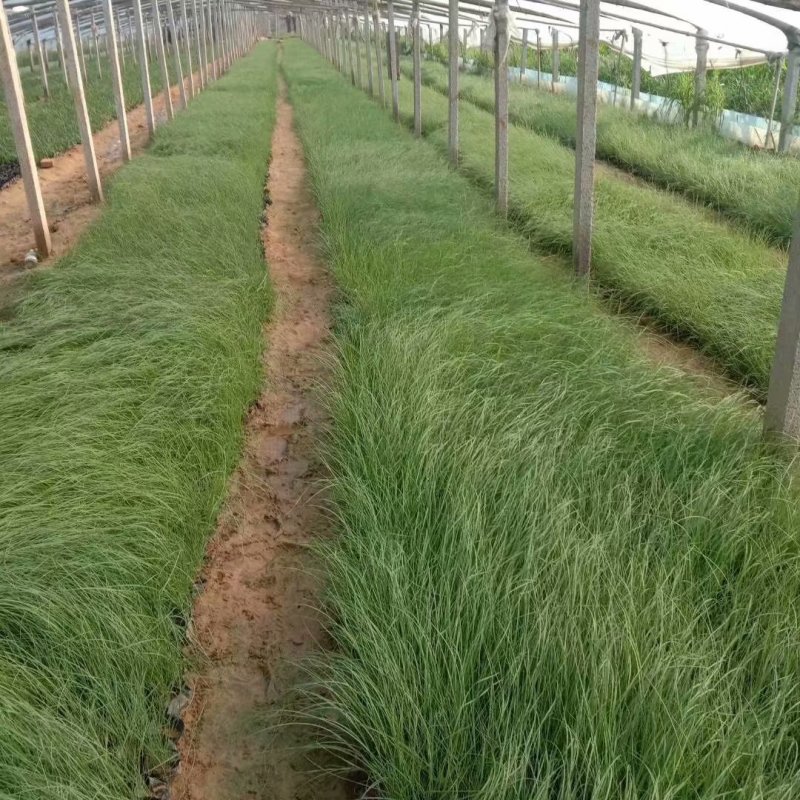 粉黛乱子草种植基地