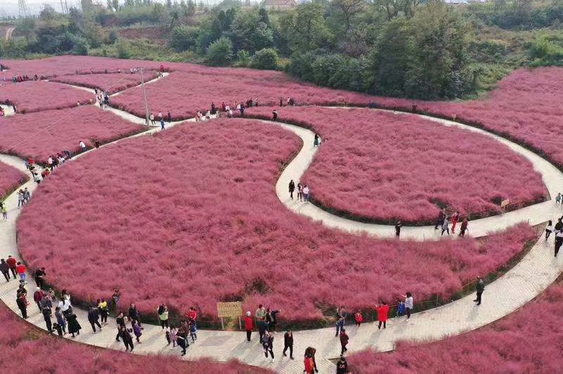 粉黛乱子草种植基地