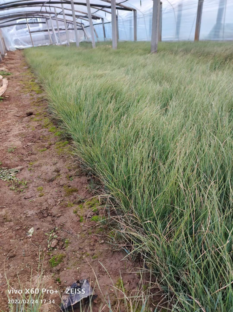 粉黛乱子草种植基地