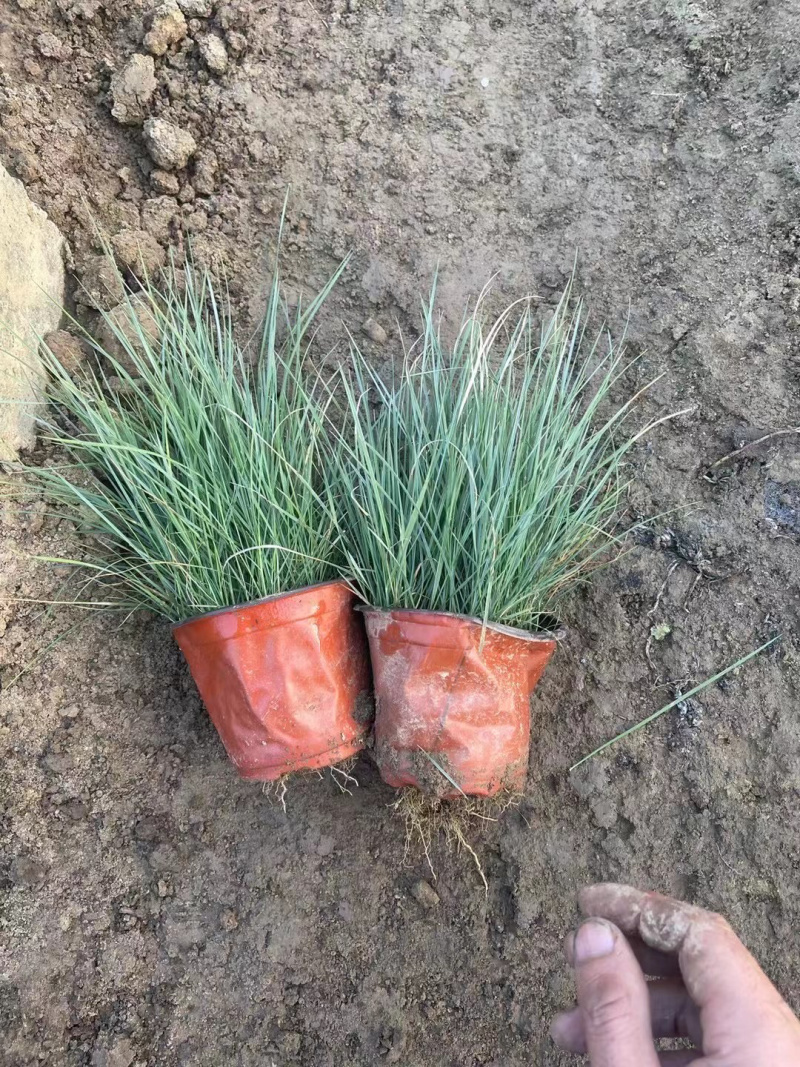 粉黛乱子草种植基地
