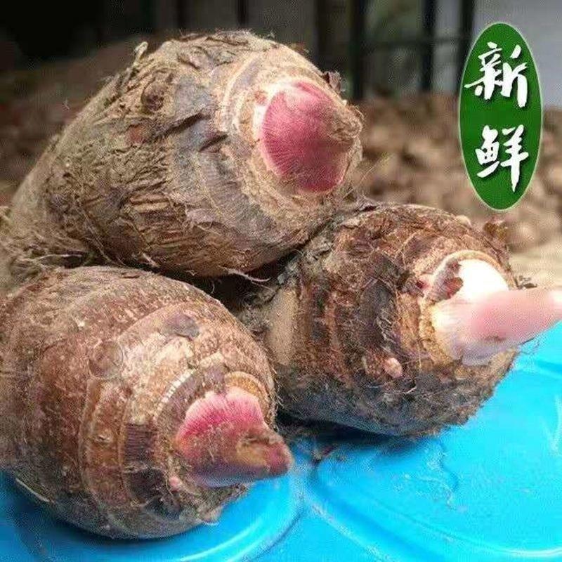 江西红芽芋品质好一件代发全国