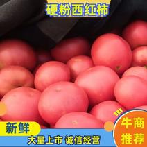 河南西红柿，弧三起步，产地直发，货源充足，欢迎来电订购！