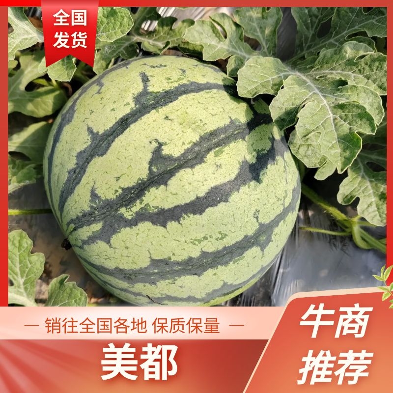 [美都西瓜批发]安徽宿州砀山县西瓜 0.15元/斤【品质推荐】大 _ 一亩田