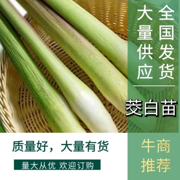 茭白种苗龙茭2号美人茭品种齐全诚信经营，欢迎来电咨询