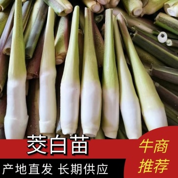 茭白苗浙茭6号，7号龙茭2号美人茭品种齐全，量大从优
