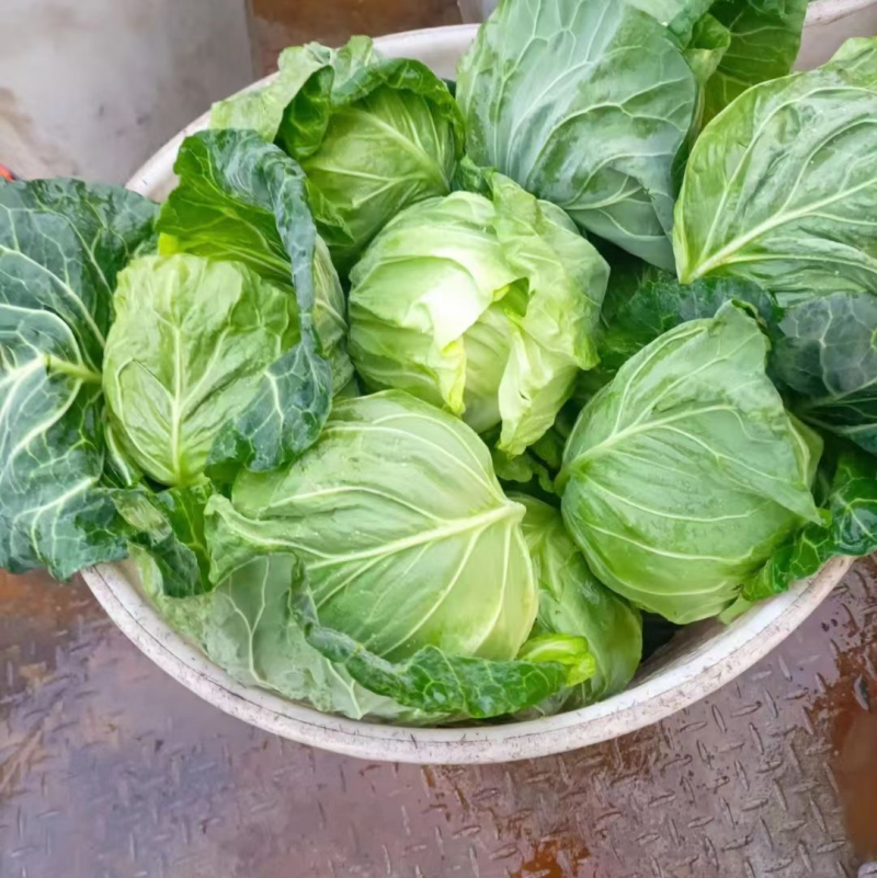 精品圆包菜甘蓝中甘甘蓝货源稳定质量保障产地直发对接全国