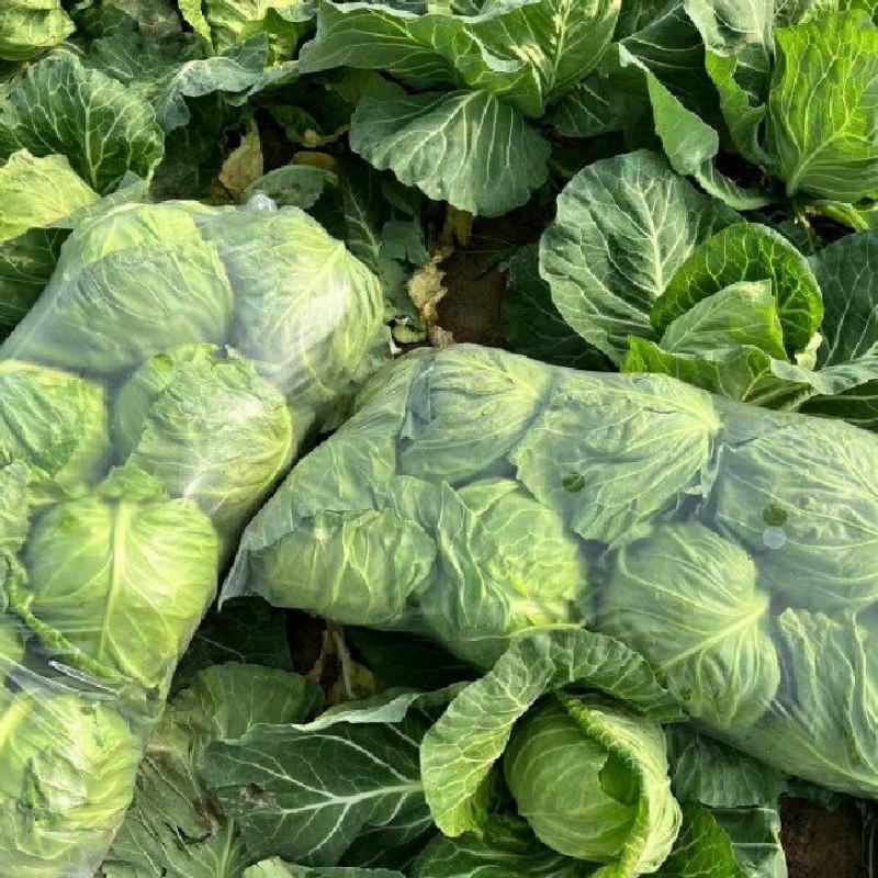 精品圆包菜甘蓝中甘甘蓝货源稳定质量保障产地直发对接全国