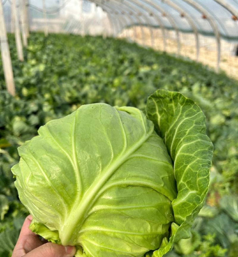 精品圆包菜甘蓝中甘甘蓝货源稳定质量保障产地直发对接全国