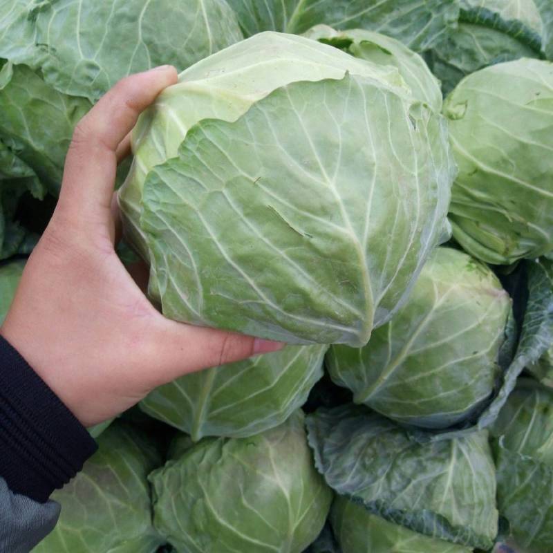 精品圆包菜甘蓝中甘甘蓝货源稳定质量保障产地直发对接全国