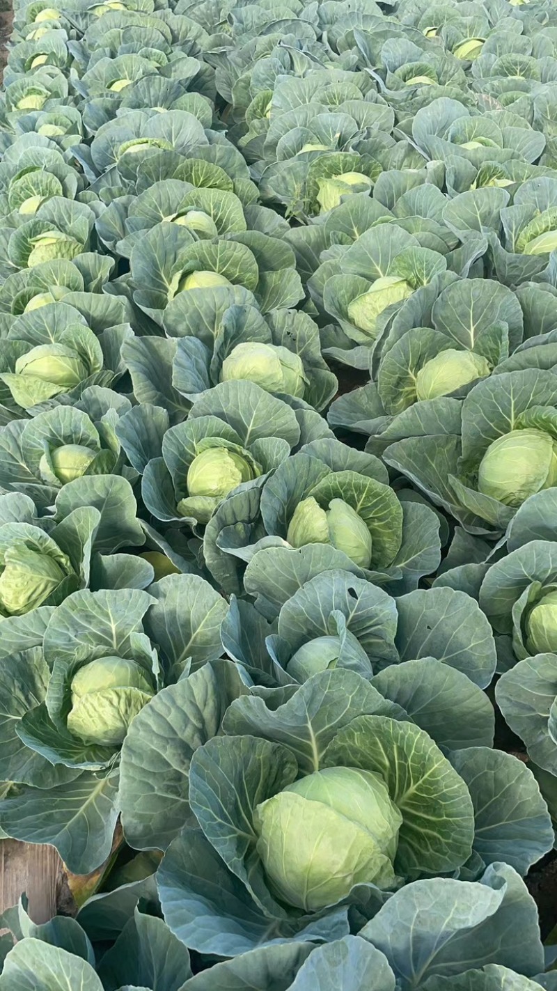 精品圆包菜甘蓝中甘甘蓝货源稳定质量保障产地直发对接全国