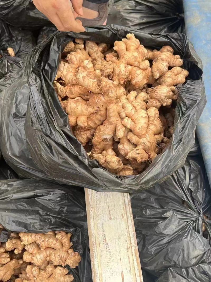 云南黄姜小黄姜进出口品质产地直发，一手货源货量充足