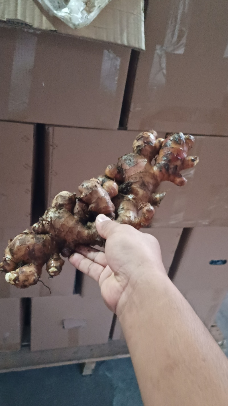 云南黄姜小黄姜进出口品质产地直发，一手货源货量充足