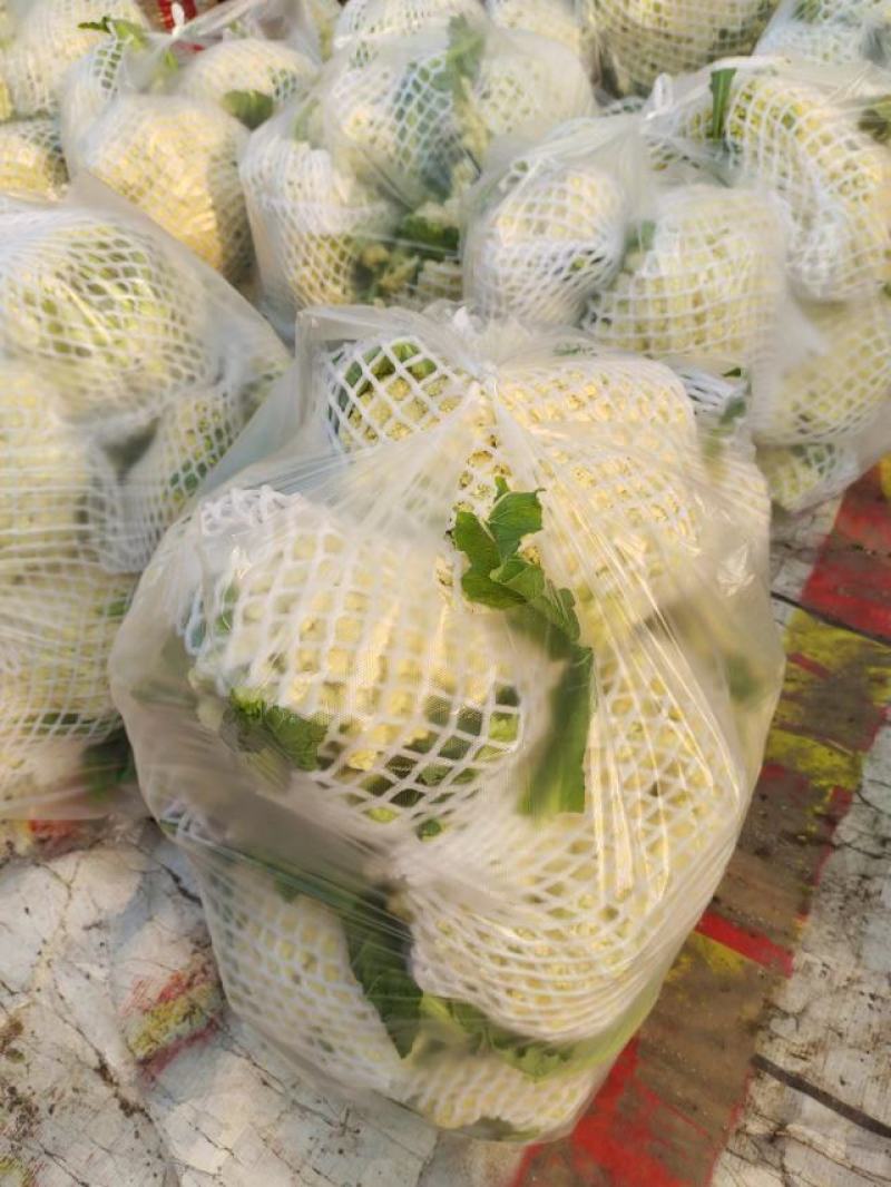 【实力】供货精品松花菜菜花白面青梗新鲜上市欢迎来电选购