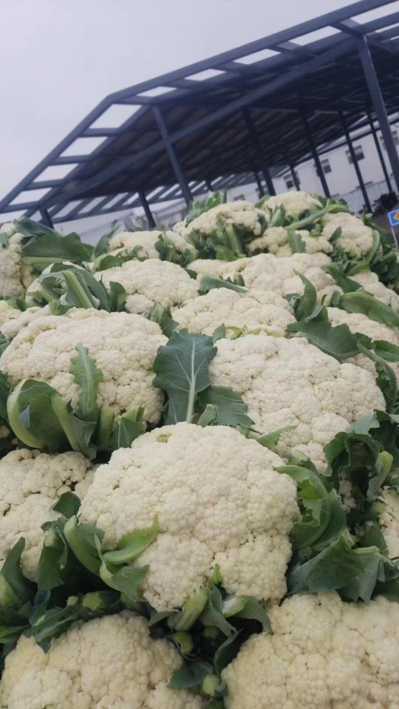 【实力】供货精品松花菜菜花白面青梗新鲜上市欢迎来电选购