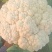 【实力】供货精品松花菜菜花白面青梗新鲜上市欢迎来电选购