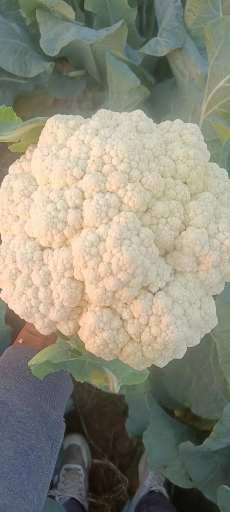 【实力】供货精品松花菜菜花白面青梗新鲜上市欢迎来电选购
