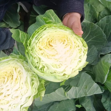 精品圆包菜甘蓝中甘甘蓝货源稳定质量保障产地直发对接全国