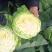 精品圆包菜甘蓝中甘甘蓝货源稳定质量保障产地直发对接全国