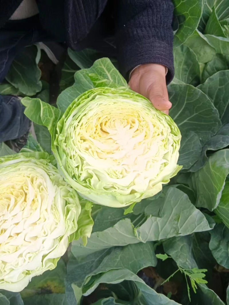 精品圆包菜甘蓝中甘甘蓝货源稳定质量保障产地直发对接全国