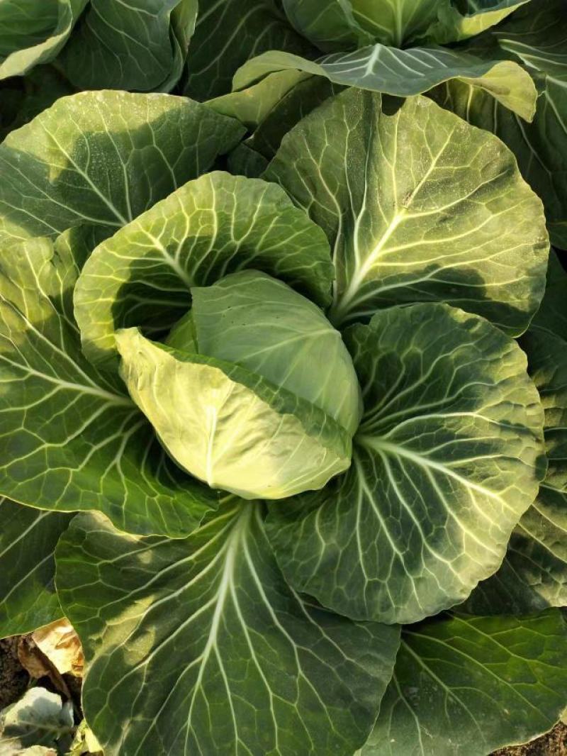 精品圆包菜甘蓝中甘甘蓝货源稳定质量保障产地直发对接全国