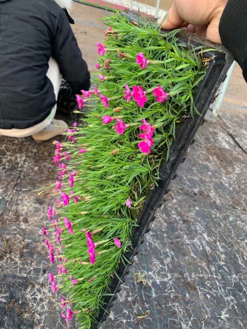 欧石竹穴盘苗供应基地
