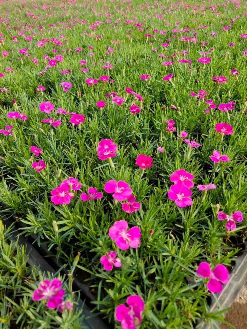 欧石竹穴盘苗供应基地
