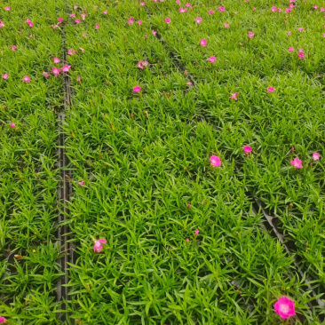 欧石竹穴盘苗基地