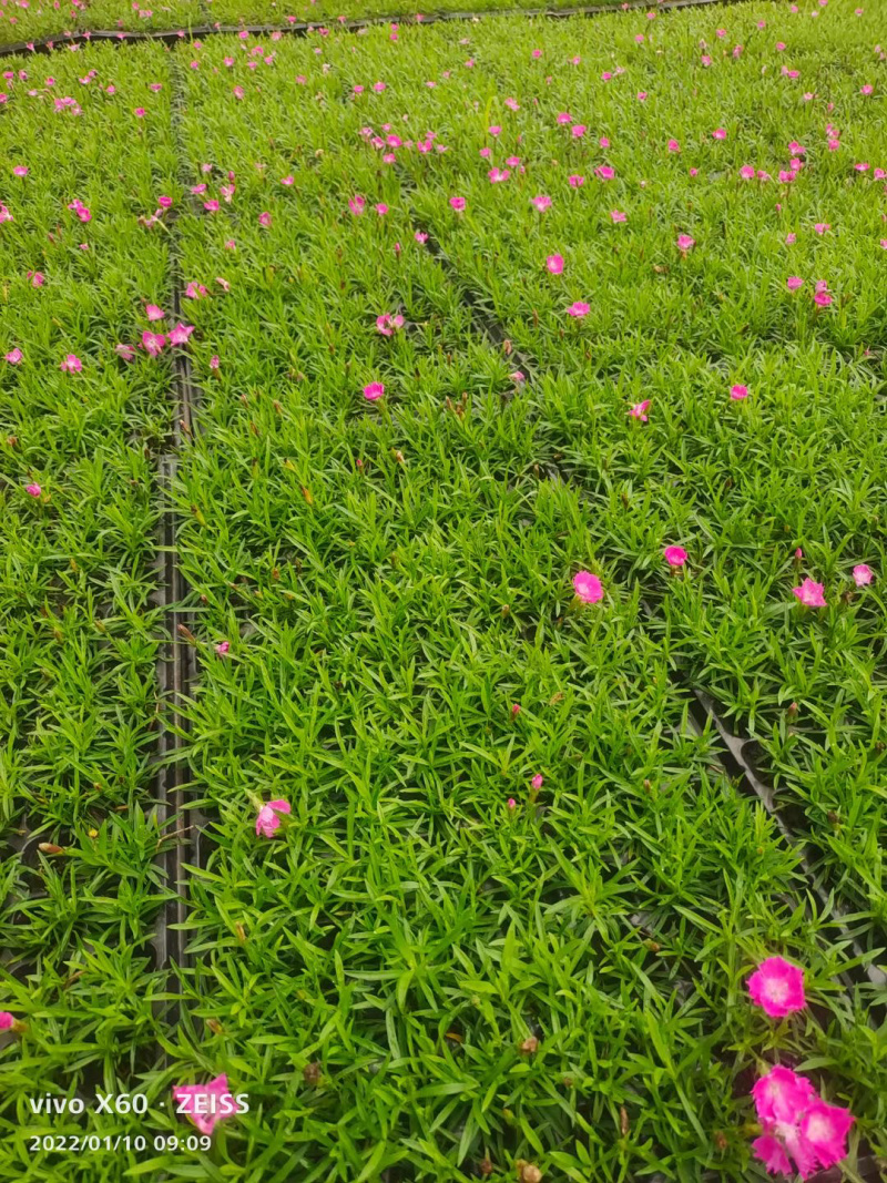 欧石竹穴盘苗基地