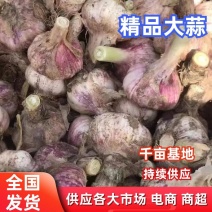 【紫皮蒜】精品鲜大蒜，电商，商超各大市场，基地直发