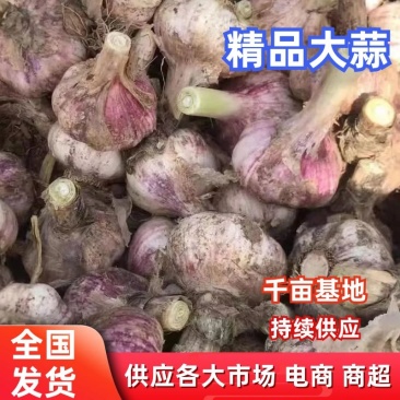 【紫皮蒜】精品鲜大蒜，电商，商超各大市场，基地直发