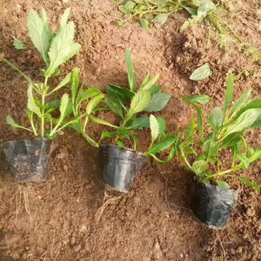 马鞭草基地