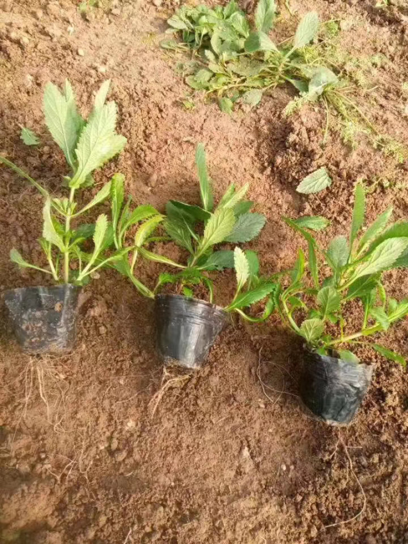 马鞭草基地