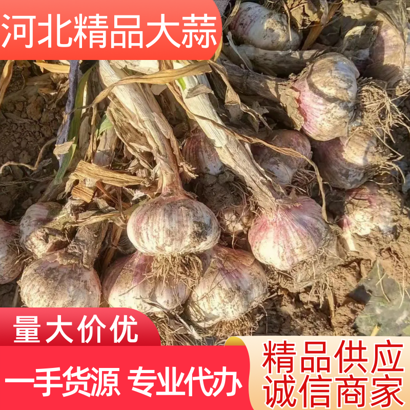 紫皮大蒜，大量上市，产地饶阳，新鲜上市，精品