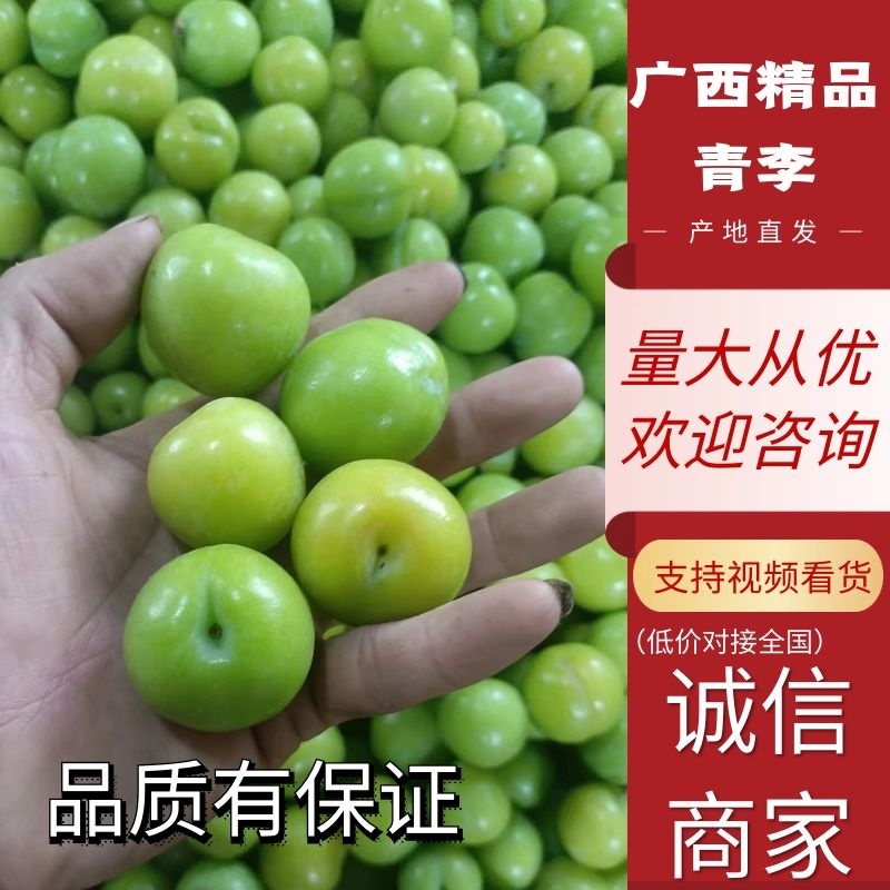 【李子】广西三月李青脆李子大量上市品质保证全国发货