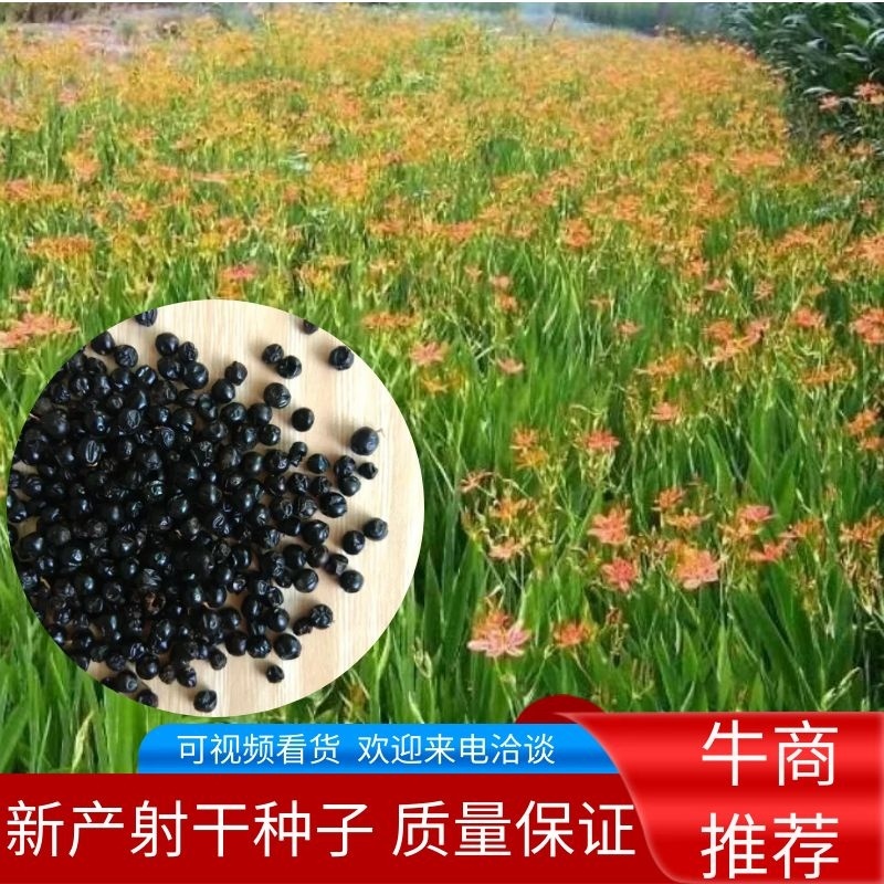 新产射干种子射干籽多年生耐寒耐旱药材种子