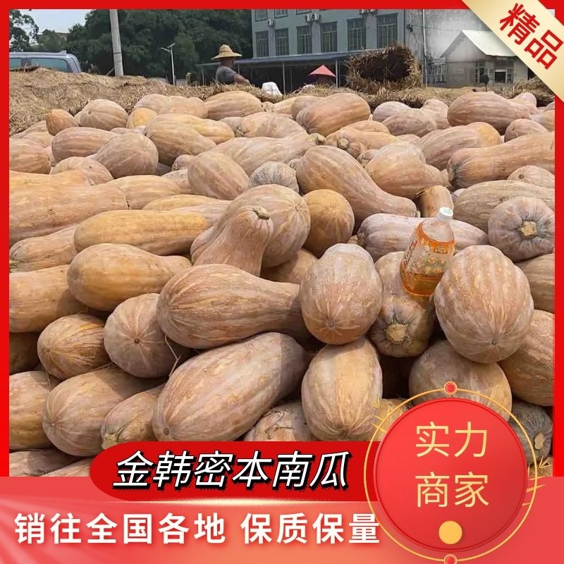 【精品南瓜】金韩蜜本南瓜长条形南瓜颜色鲜靓保证质量