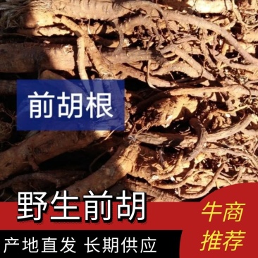 甘肃陇南野生前胡量大从优质量保障欢迎订购