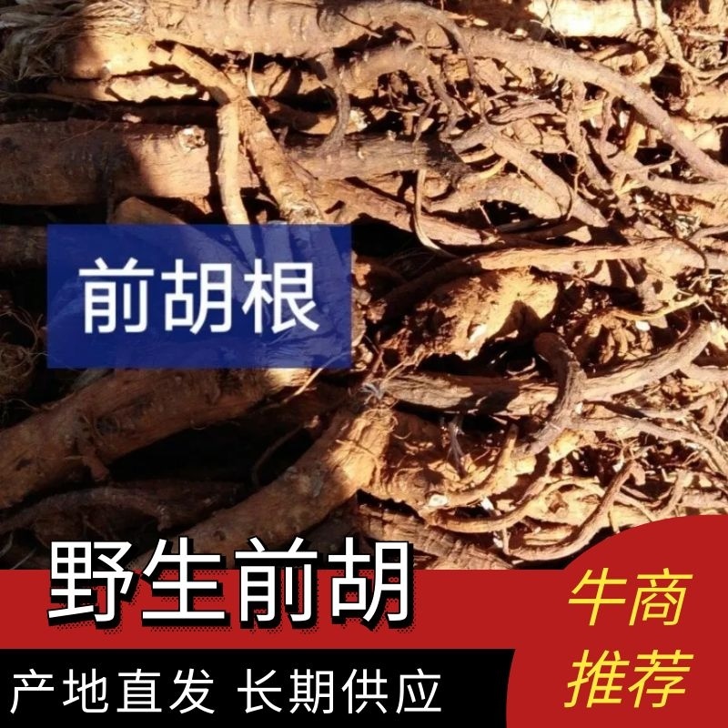 甘肃陇南野生前胡量大从优质量保障欢迎订购