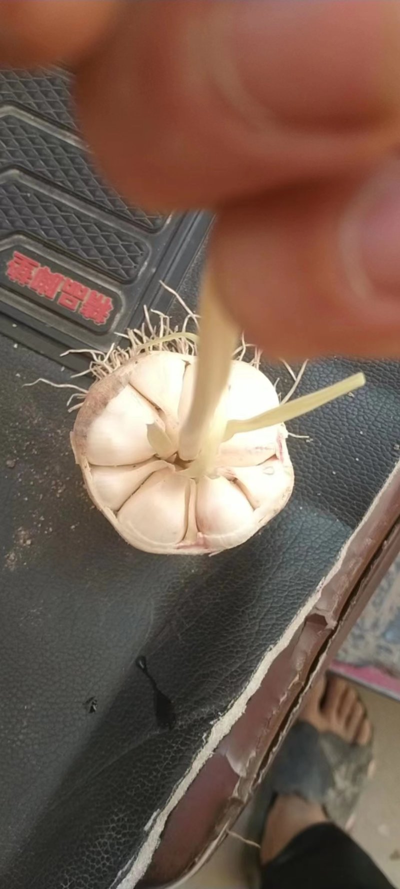 【大蒜】商丘紫皮大蒜大量上市，上货块长年供货欢迎联系！