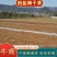做烧饼，梅干菜缙云梅干菜无沙低盐梅干菜精品梅干菜