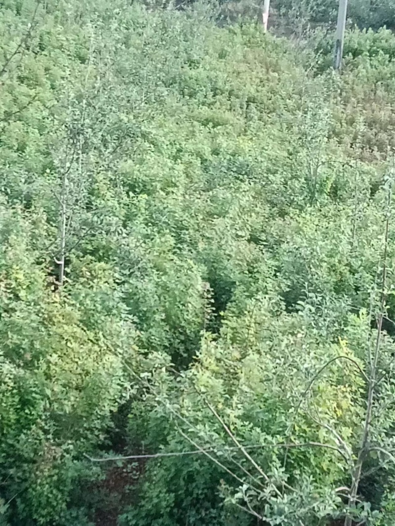 低价出售元宝枫树苗货源充足，量大从优欢迎来电采购