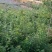低价出售元宝枫树苗货源充足，量大从优欢迎来电采购