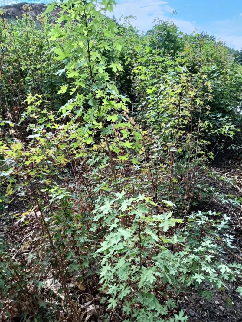 低价出售元宝枫树苗货源充足，量大从优欢迎来电采购