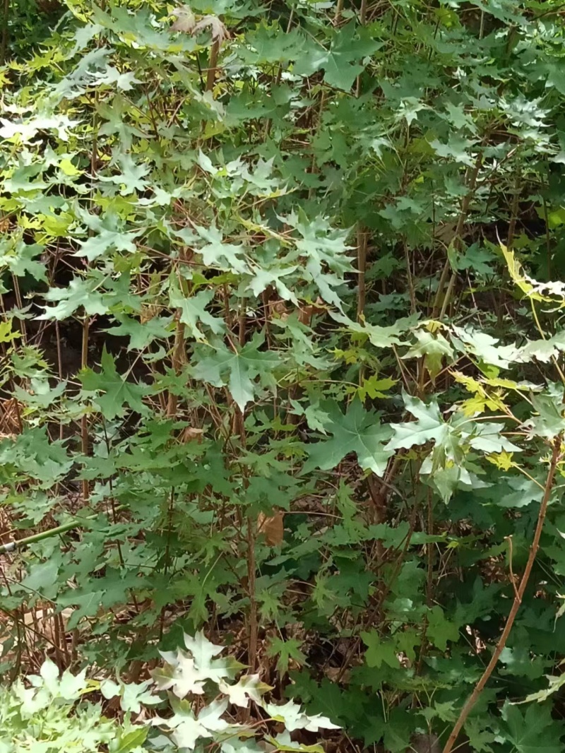 低价出售元宝枫树苗货源充足，量大从优欢迎来电采购
