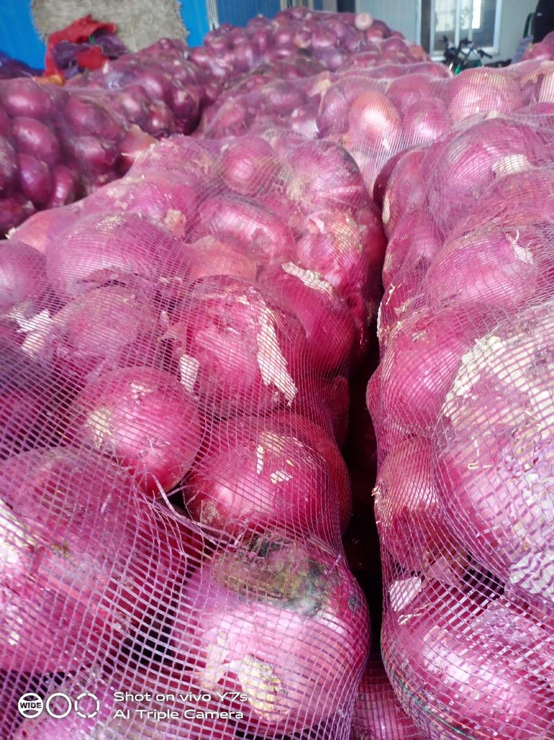 【精品】紫皮洋葱大量上市中货源充足价格优惠品质好万亩规模